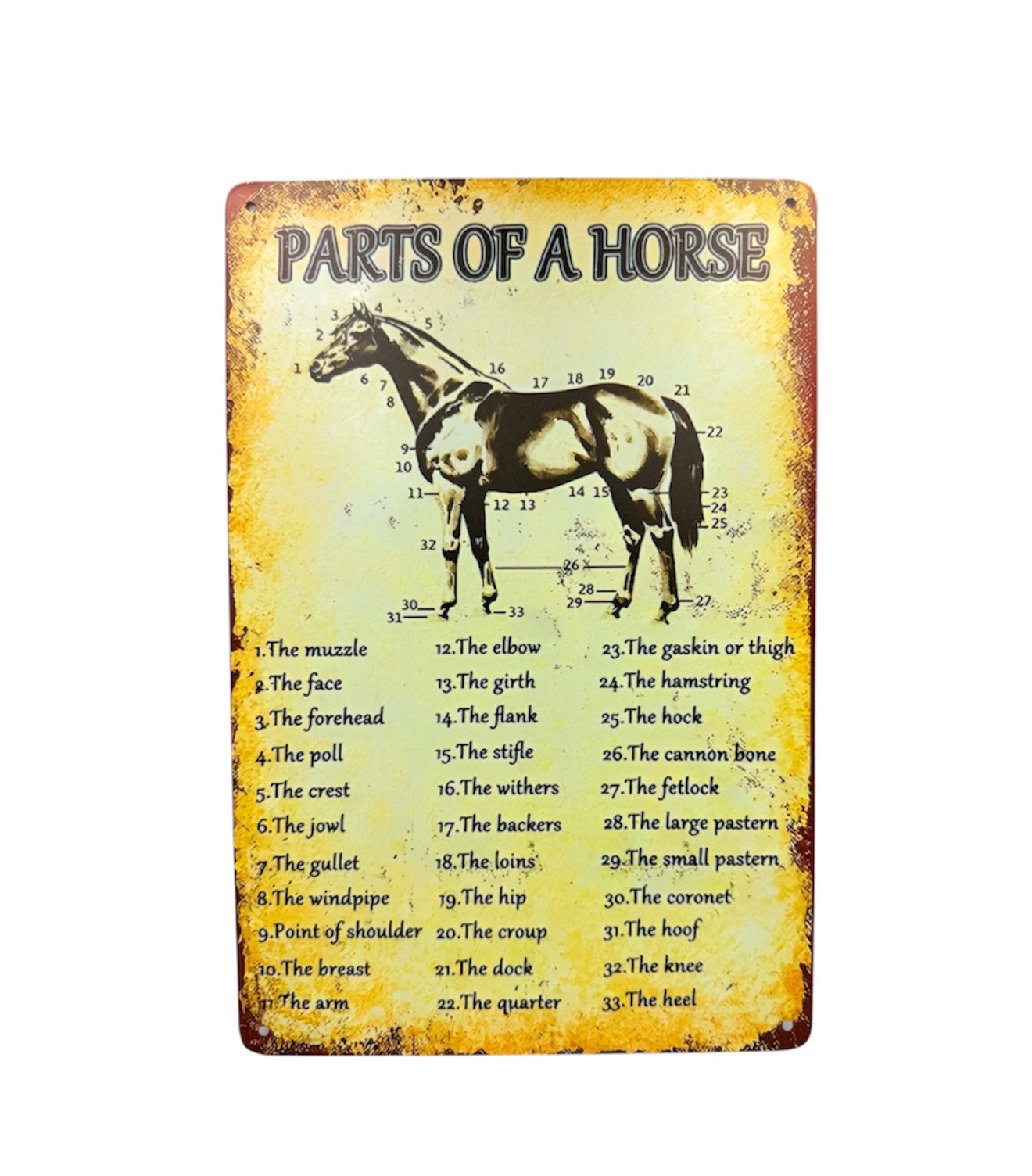 A8911I  -  Anatomy of a Horse Metal Sign