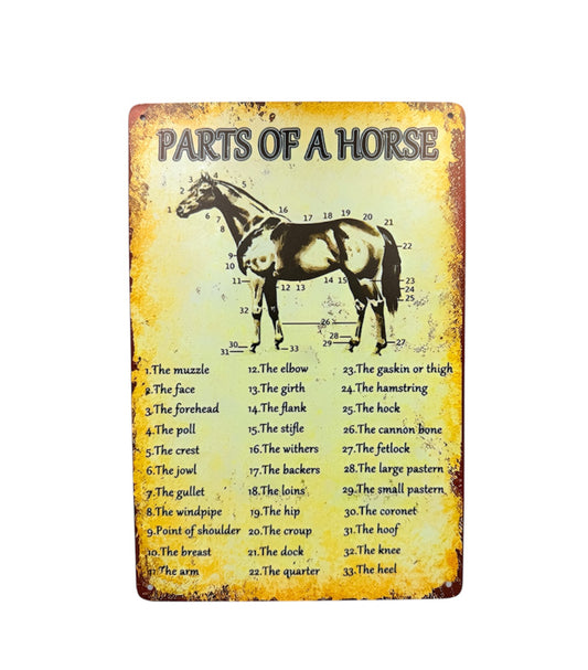 A8911I  -  Anatomy of a Horse Metal Sign