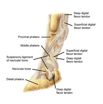 Iconoclast - Orthopedic Boot - White
