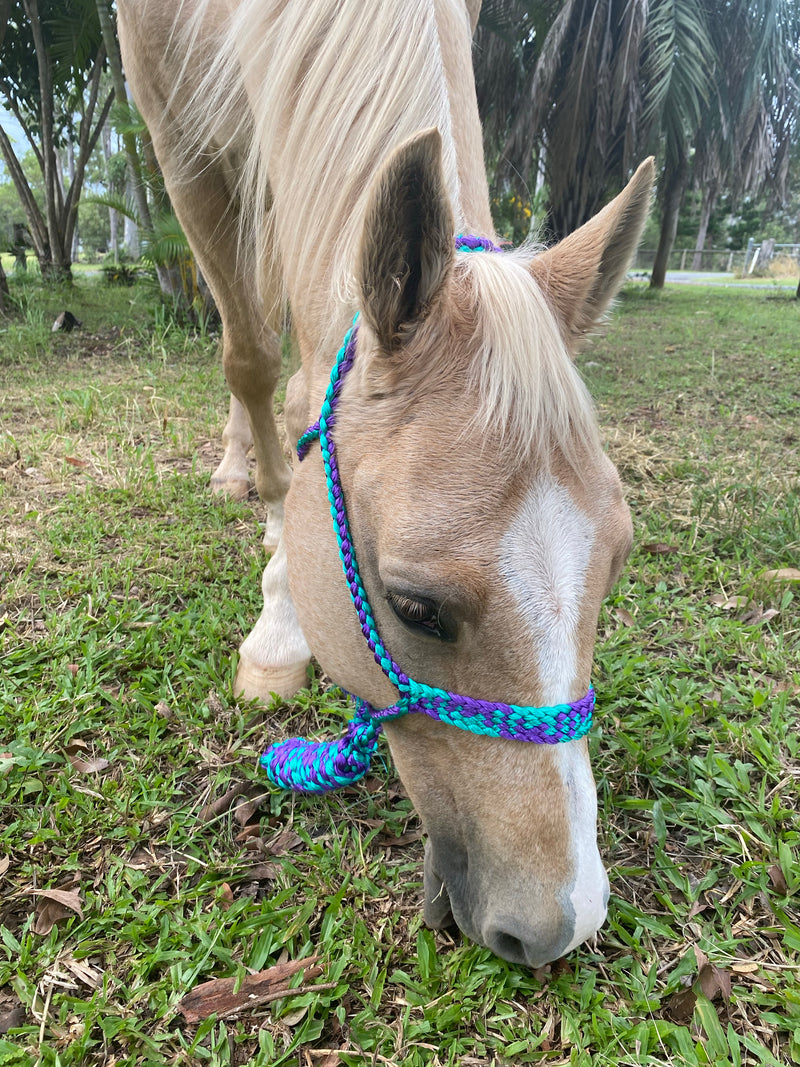 T5304 - Double Colour Mule Halter