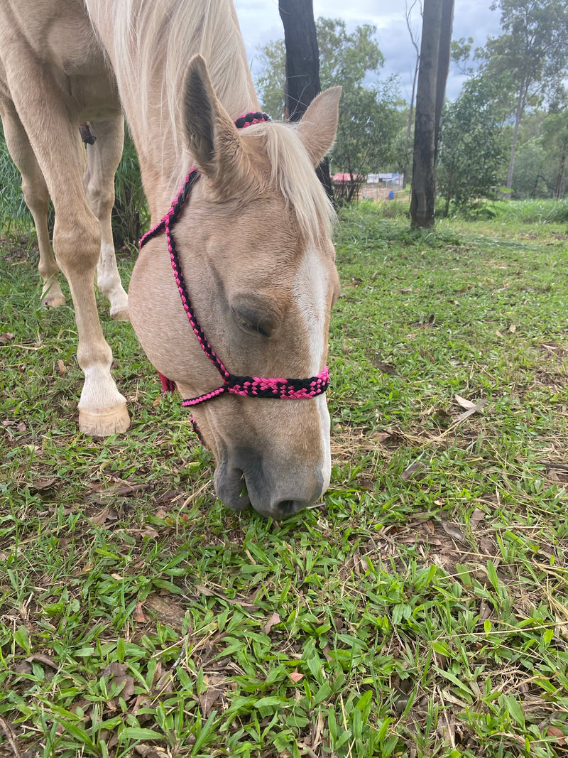T5304 - Double Colour Mule Halter