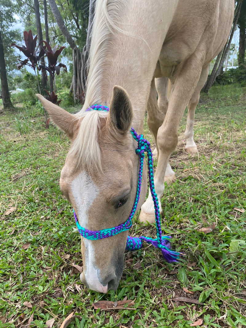 T5304 - Double Colour Mule Halter