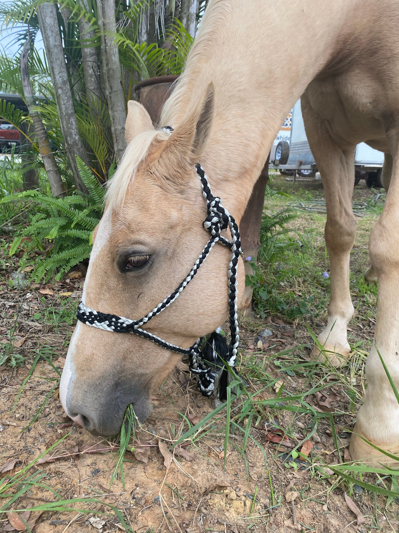 T5304 - Double Colour Mule Halter
